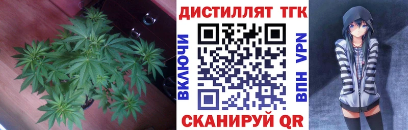 Купить  Тотьма  ТГК концентрат 