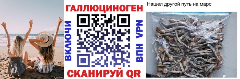 Купить  Тотьма  Галлюциногенные грибы GOLDEN TEACHER 